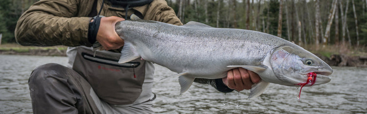 Salmon and Steelhead