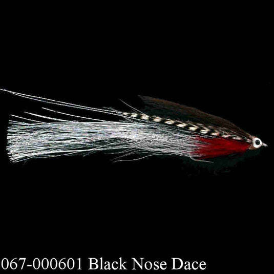 DECEIVER BLACK NOSE DACE