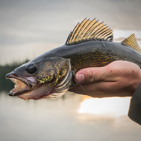 Walleye